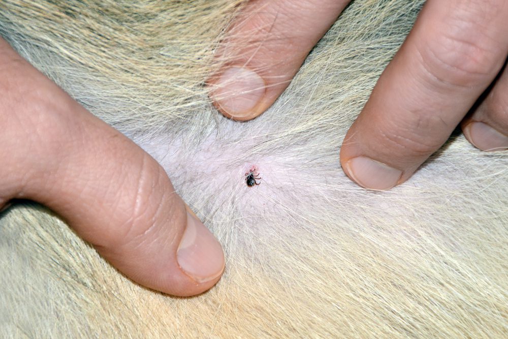 April is Prevent Lyme Disease in Dogs Month. Ticks can carry Lyme disease, so if your dog gets bit, there's a chance they may have it. Here are some tips to prevent your dog getting Lyme Disease, as well as treatment options. | Dog Training In Your Home Myrtle Beach